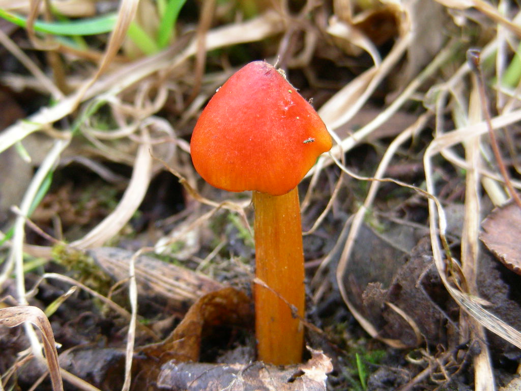 Hygrocybe conica ...